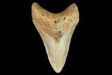 Fossil Megalodon Tooth - North Carolina #109687-1